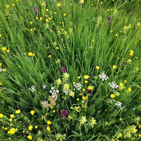 Arnika Guest house Wagrain